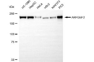 anti-ADP-Ribosylation Factor Guanine Nucleotide-Exchange Factor 2 (Brefeldin A-Inhibited) (ARFGEF2) antibody
