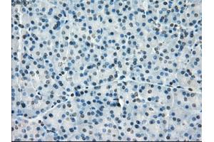 Immunohistochemical staining of paraffin-embedded pancreas tissue using anti-PPP5Cmouse monoclonal antibody. (PP5 antibody)