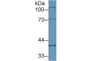 Western Blot; Sample:Mouse Ovary lysate; Primary Ab: 2µg/ml Rabbit Anti-Mouse CUZD1 Antibody Second Ab: 0. (CUZD1 antibody  (AA 291-545))