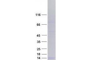 Validation with Western Blot (DEFB113 Protein (Myc-DYKDDDDK Tag))