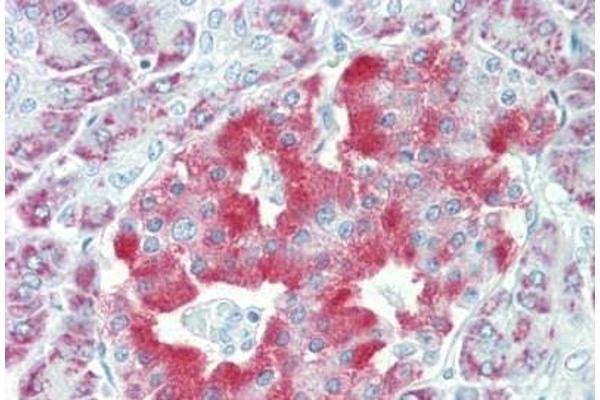 NPTX2 antibody  (AA 309-338)