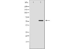 CDK8 antibody  (N-Term)