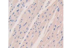 IHC-P analysis of Mouse Tissue, with DAB staining. (PDK1 antibody  (AA 172-399))