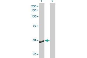Western Blot analysis of ANGPTL4 expression in transfected 293T cell line by ANGPTL4 MaxPab polyclonal antibody. (ANGPTL4 antibody  (AA 1-406))