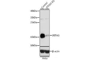 Western blot analysis of extracts from normal (control) and IFITM3 knockout (KO) HeLa cells using IFITM3 Polyclonal Antibody at dilution of 1:3000.