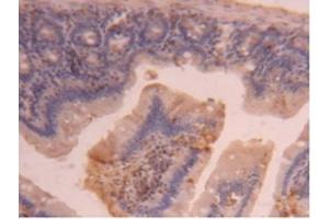 Detection of CPB2 in Mouse Intestine Tissue using Polyclonal Antibody to Carboxypeptidase B2 (CPB2) (CPB2 antibody  (AA 187-327))