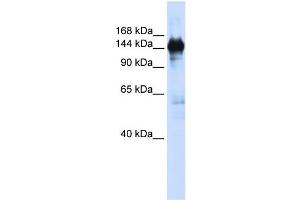 WB Suggested Anti-PFAS  Antibody Titration: 0. (PFAS antibody  (N-Term))