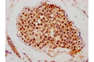 IHC image of ABIN7145109 diluted at 1:700 and staining in paraffin-embedded human testis tissue performed on a Leica BondTM system. (ATG16L2 antibody  (AA 262-348))