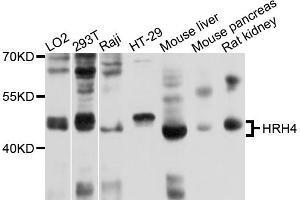 Western blot analysis of extracts of various cell lines, using HRH4 antibody (ABIN4903963) at 1:1000 dilution. (HRH4 antibody)