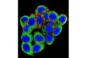 Confocal immunofluorescent analysis of L Sumoylation Site Antibody (ABIN389073 and ABIN2839274) with Hela cell followed by Alexa Fluor 488-conjugated goat anti-rabbit lgG (green). (PML antibody  (Sumoylation Site))