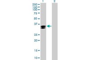 Western Blot analysis of CTSZ expression in transfected 293T cell line by CTSZ MaxPab polyclonal antibody. (Cathepsin Z antibody  (AA 1-303))