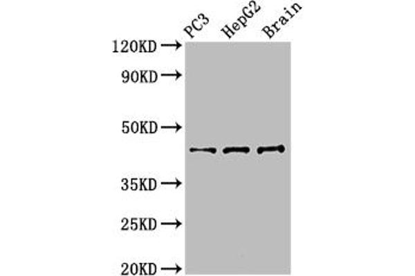 STAC Antikörper  (AA 1-119)