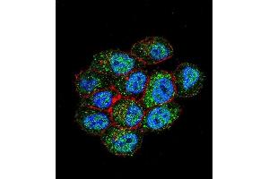 Confocal immunofluorescent analysis of TSPYL6 Antibody (Center) (ABIN655239 and ABIN2844842) with Hela cell followed by Alexa Fluor 488-conjugated goat anti-rabbit lgG (green). (TSPY-Like 6 antibody  (AA 206-235))