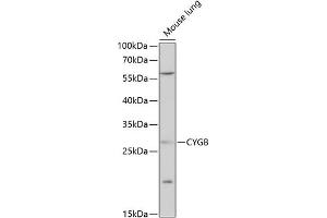 Western blot analysis of extracts of mouse lung, using CYGB antibody  at 1:1000 dilution. (CYGB antibody  (AA 1-190))