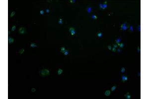 OR2M2 antibody  (AA 259-273)