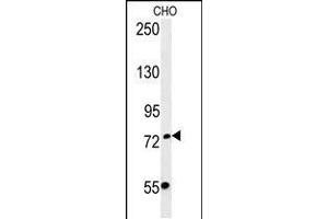 Western blot analysis in CHO cell line lysates (35ug/lane). (FBXO34 antibody  (C-Term))