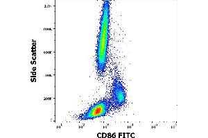 Flow cytometry surface staining pattern of human peripheral whole blood stained using anti-human CD86 (BU63) FITC antibody (20 μL reagent / 100 μL of peripheral whole blood). (CD86 antibody  (FITC))