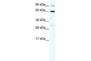 WB Suggested Anti-TBX21 Antibody Titration:  1. (T-Bet antibody  (C-Term))