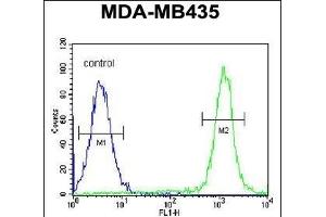 C Antibody (N-term) (ABIN654933 and ABIN2844576) flow cytometric analysis of MDA-M cells (right histogram) compared to a negative control cell (left histogram). (SWT1 antibody  (N-Term))