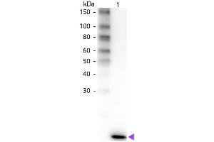 Western Blot of Rabbit anti-Human IL-2 Biotin Conjugated Antibody.