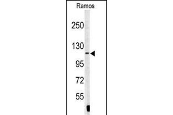 XPOT antibody  (N-Term)