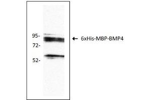 Antigen: 6xHis-MBP-BMP4 recombinant protein (ABIN2703604)  Primary Antibody: Anti-BMP4 monoclonal (PA354-16. (BMP4 antibody  (AA 25-408))