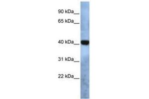 Image no. 1 for anti-Transmembrane Protein 115 (TMEM115) (AA 35-84) antibody (ABIN6740993) (TMEM115 antibody  (AA 35-84))