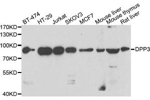 Western blot analysis of extracts of various cell lines, using DPP3 antibody (ABIN5975468) at 1/1000 dilution.