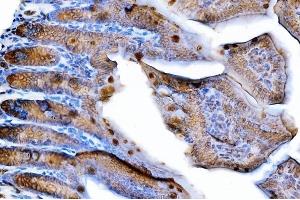 IHC analysis of Tspan-8/Tspan8 using anti-Tspan-8/Tspan8 antibody (ABIN7599681). (Tspan-8 antibody  (AA 108-203))