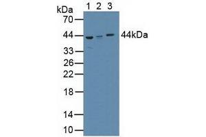 Figure. (AZGP1 antibody  (AA 180-298))