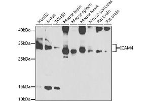 Western blot analysis of extracts of various cell lines, using IC antibody (ABIN6129523, ABIN6142121, ABIN6142122 and ABIN6223312) at 1:1000 dilution. (ICAM4 antibody  (AA 20-140))