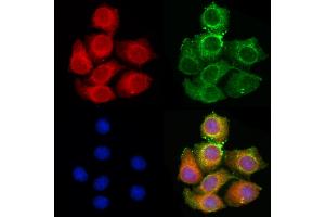 ABIN6261280 and ABIN6279617 staining HepG2 cells by IF/ICC. (Non-Syndromic Hearing Impairment Protein 5 (GSDME) (C-Term) antibody)