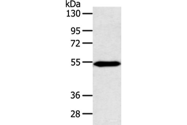 ZNF239 antibody