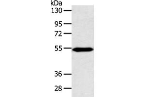 Western blot analysis of Mouse heart tissue using ZNF239 Polyclonal Antibody at dilution of 1:800 (ZNF239 antibody)