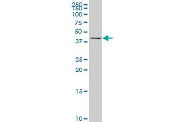 KLF3 antibody  (AA 1-69)