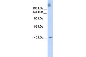 WB Suggested Anti-TAF1 Antibody Titration:  0. (TAF1 antibody  (Middle Region))