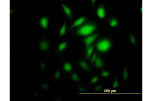 Immunofluorescence of purified MaxPab antibody to PRKAG2 on HeLa cell. (PRKAG2 antibody  (AA 1-328))