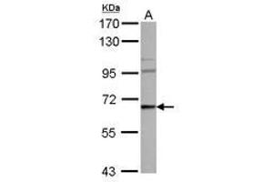Image no. 1 for anti-WAS Protein Family, Member 3 (WASF3) (AA 35-208) antibody (ABIN1501749) (WASF3 antibody  (AA 35-208))