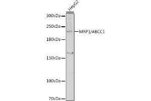 Western blot analysis of extracts of HepG2 cells, using MRP1/ antibody (ABIN6129852, ABIN6136353, ABIN6136354 and ABIN6215081) at 1:1000 dilution. (ABCC1 antibody  (AA 850-960))