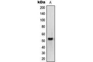 Western blot analysis of Melanopsin expression in HEK293T (A) whole cell lysates.