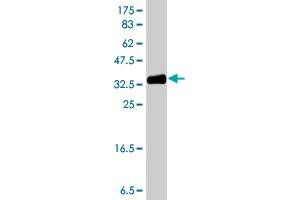 Western Blot detection against Immunogen (38. (PFKFB3 antibody  (AA 412-520))