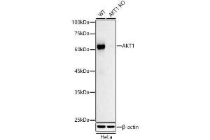 Western blot analysis of extracts from wild type(WT) and  knockout (KO) HeLa cells, using  antibody (ABIN7271243) at 1:1000 dilution. (AKT1 antibody)