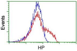 Image no. 3 for anti-Haptoglobin (HP) antibody (ABIN1498579)