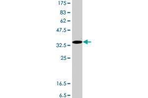 Image no. 1 for anti-Hyaluronidase-2 (HYAL2) (AA 340-439) antibody (ABIN1327669) (HYAL2 antibody  (AA 340-439))