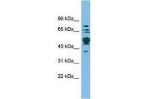 Image no. 1 for anti-serine Hydroxymethyltransferase 1 (Soluble) (SHMT1) (AA 35-84) antibody (ABIN6744856) (SHMT1 antibody  (AA 35-84))