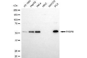 Western blotting analysis using FKBP8 antibody (ABIN7798626). (Recombinant FKBP8 antibody)