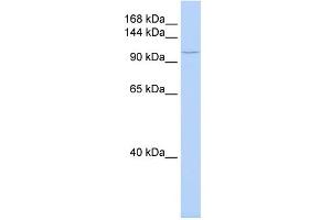 WB Suggested Anti-TMF1 Antibody Titration:  0. (TMF1 antibody  (Middle Region))