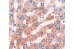 Used in DAB staining on fromalin fixed paraffin- embedded Kidney tissue (HAUS7 antibody  (AA 127-369))