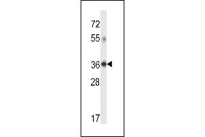 DHRS7C Antibody (Center) (ABIN657710 and ABIN2846701) western blot analysis in human placenta tissue lysates (35 μg/lane). (DHRS7C antibody  (AA 116-145))