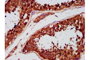 IHC image of ABIN7171594 diluted at 1:500 and staining in paraffin-embedded human testis tissue performed on a Leica BondTM system.